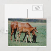 CARTE POSTALE CHEVAUX AMICAUX (Devant / Derrière)