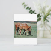 CARTE POSTALE CHEVAUX AMICAUX (Debout devant)