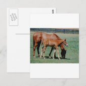 CARTE POSTALE CHEVAUX AMICAUX (Devant / Derrière)