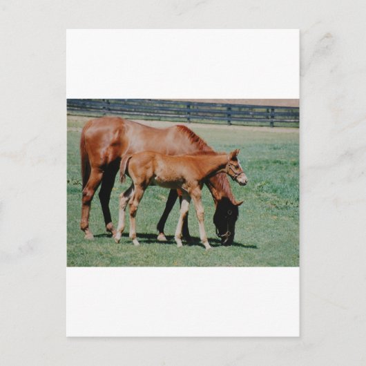CARTE POSTALE CHEVAUX AMICAUX (Devant)