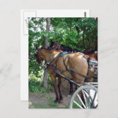 Carte Postale Chevaux Amish (Devant / Derrière)