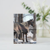 Carte Postale Chevaux Amish En Attente Dans La Couverture Hiver (Debout devant)