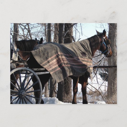 Carte Postale Chevaux Amish En Attente En Hiver (Devant)