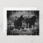 Carte Postale Chevaux Amish en champ de foin (Devant / Derrière)