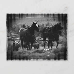 Carte Postale Chevaux Amish en champ de foin