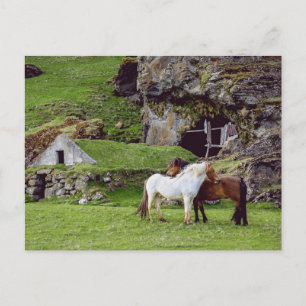 Carte Postale Chevaux Amour Campagne Verte Postcrossing