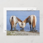 CARTE POSTALE CHEVAUX AMOUREUX (Devant / Derrière)