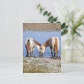 CARTE POSTALE CHEVAUX AMOUREUX (Debout devant)