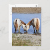 CARTE POSTALE CHEVAUX AMOUREUX (Devant / Derrière)