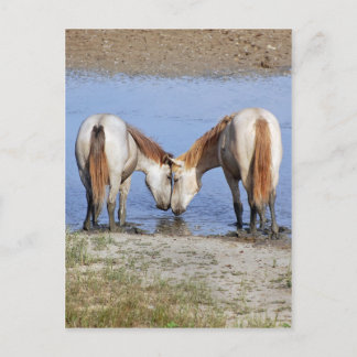 CARTE POSTALE CHEVAUX AMOUREUX