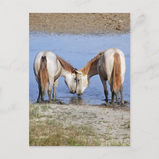 CARTE POSTALE CHEVAUX AMOUREUX (Devant)