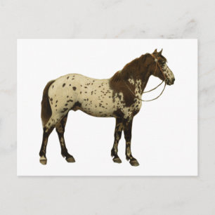 Carte Postale Chevaux antiques - Appaloosa
