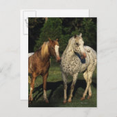 Carte Postale Chevaux Appaloosa (Devant / Derrière)