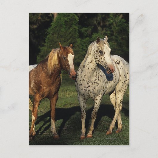 Carte Postale Chevaux Appaloosa (Devant)