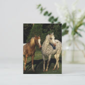 Carte Postale Chevaux Appaloosa (Debout devant)