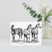 Carte Postale Chevaux arabes (Debout devant)