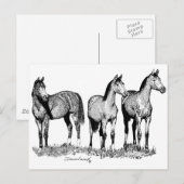 Carte Postale Chevaux arabes (Devant / Derrière)