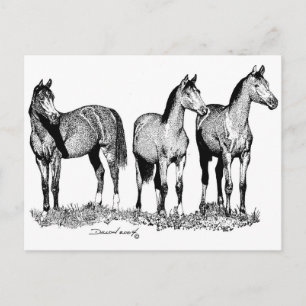 Carte Postale Chevaux arabes