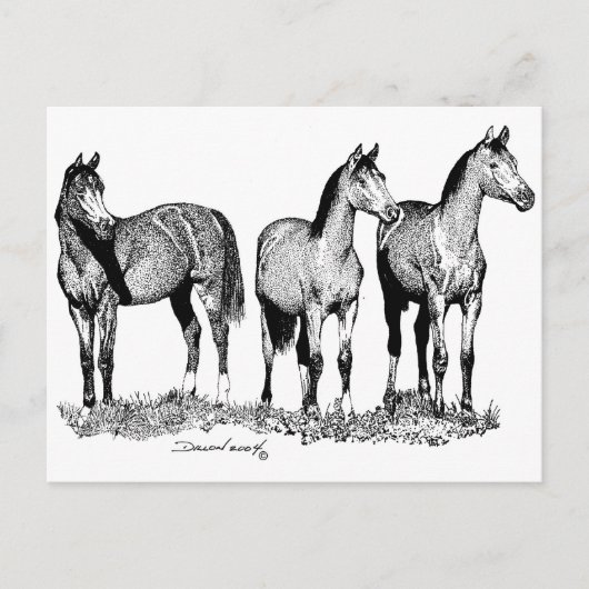 Carte Postale Chevaux arabes (Devant)