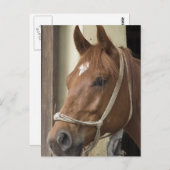 Carte postale Chevaux arabes (Devant / Derrière)