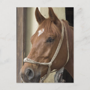 Carte postale Chevaux arabes