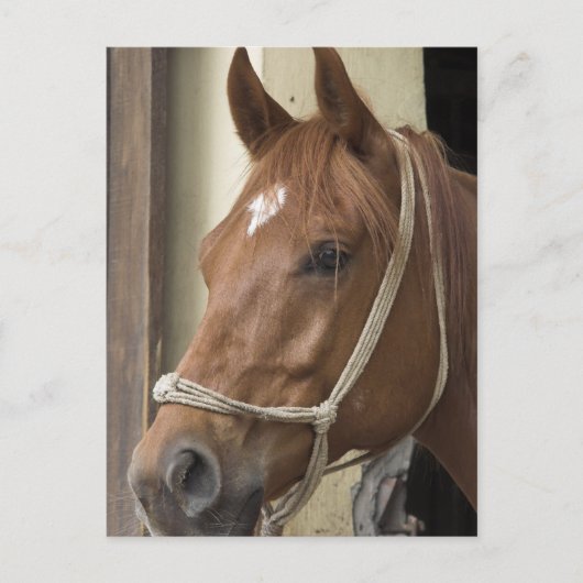 Carte postale Chevaux arabes (Devant)