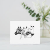 Carte Postale Chevaux arabes (Debout devant)