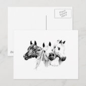 Carte Postale Chevaux arabes (Devant / Derrière)