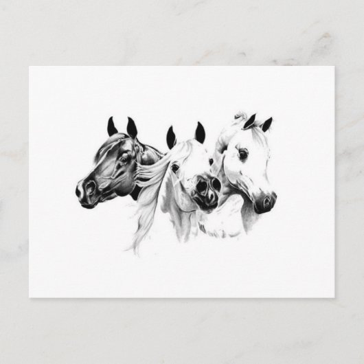 Carte Postale Chevaux arabes (Devant)