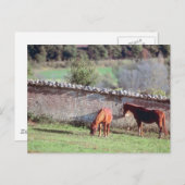 Carte Postale Chevaux au pâturage (Devant / Derrière)