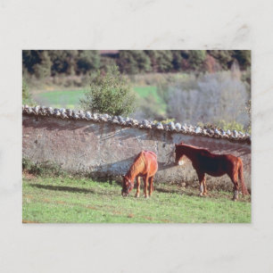 Carte Postale Chevaux au pâturage