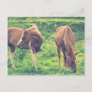 Carte Postale Chevaux au pâturage