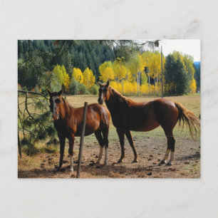 Carte Postale Chevaux aux arbres jaunes