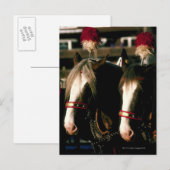 Carte Postale Chevaux avec coiffure (Devant / Derrière)