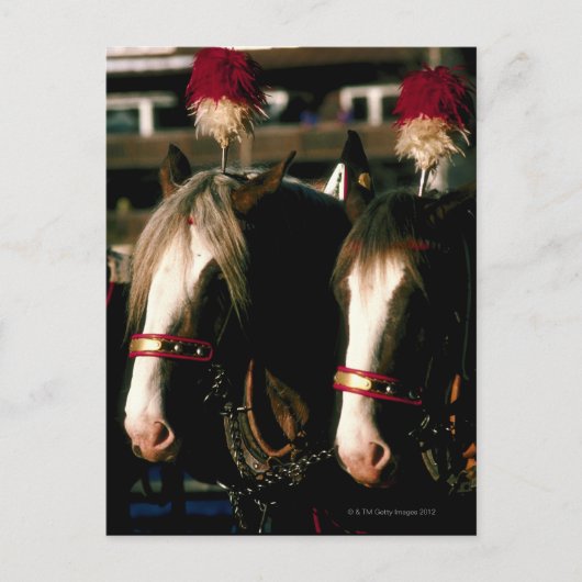 Carte Postale Chevaux avec coiffure (Devant)