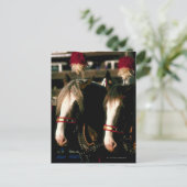 Carte Postale Chevaux avec coiffure (Debout devant)