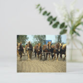 Carte Postale Chevaux belges labourant, six-up, Red Top Farm, Ca (Debout devant)
