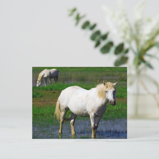 CARTE POSTALE CHEVAUX BLANCS (Debout devant)