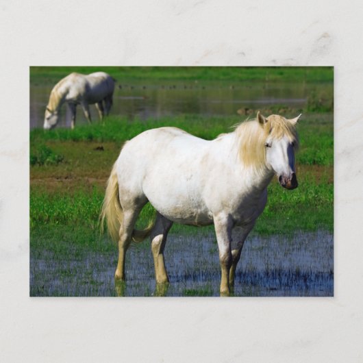 CARTE POSTALE CHEVAUX BLANCS (Devant)