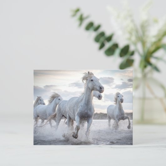 Carte Postale Chevaux blancs (Debout devant)