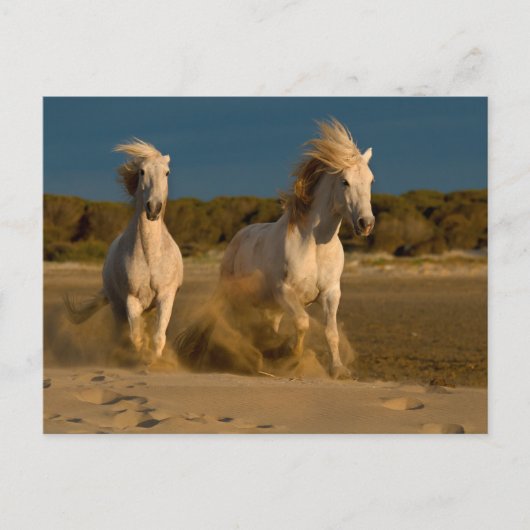 Carte Postale Chevaux Blancs Courant Sur La Plage | Camargue, Fr (Devant)