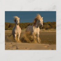 Chevaux Blancs Courant Sur La Plage | Camargue, Fr