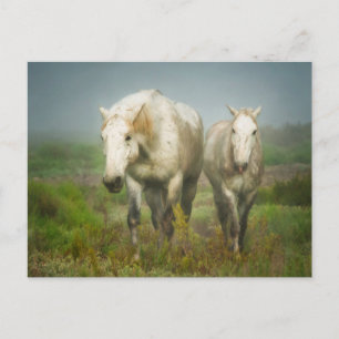 Carte Postale Chevaux blancs de Camargue à Field
