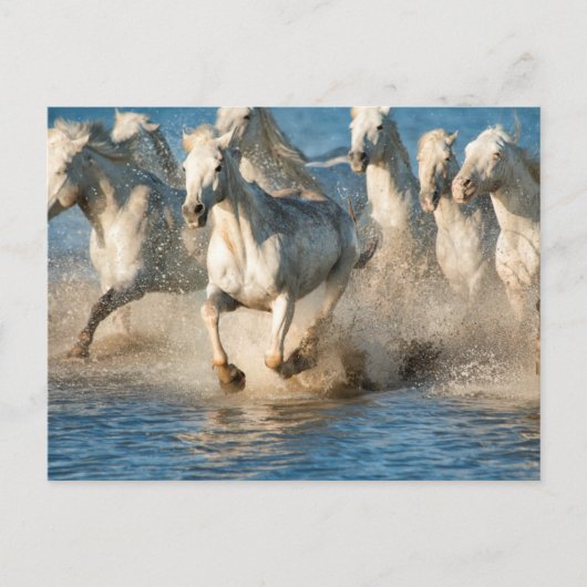 Carte Postale Chevaux blancs de Camargue, France (Devant)