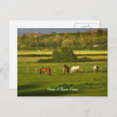 Carte Postale Chevaux broutant à Bower Hinton, Somerset (Devant / Derrière)