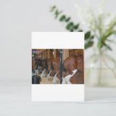 Carte Postale Chevaux Clydesdale (Debout devant)