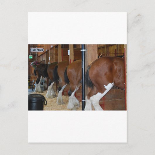 Carte Postale Chevaux Clydesdale (Devant)
