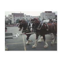 Chevaux Clydesdale à Midtown Plaza à Elmira, NY