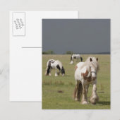 Carte Postale Chevaux Clydesdale dans un champ, Northumberland, (Devant / Derrière)