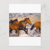 Carte Postale Chevaux courant (Devant)